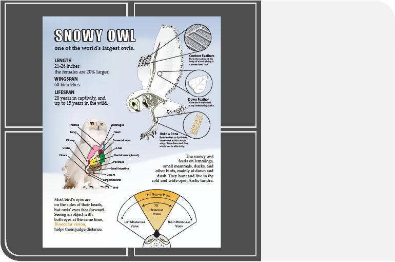 snow-owl-poster